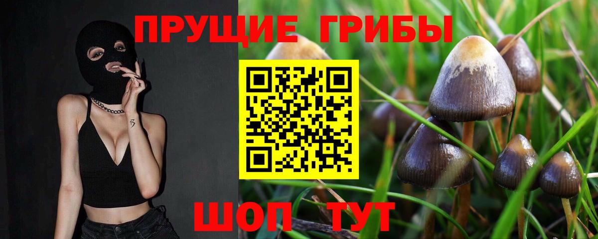 Псилоцибиновые грибы Psilocybine cubensis Каменка